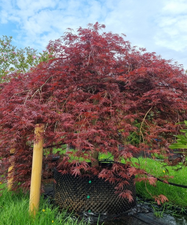 Japanischer Ahorn „Garnet“