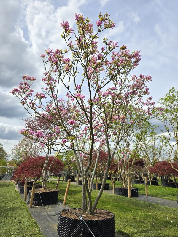 Magnolia