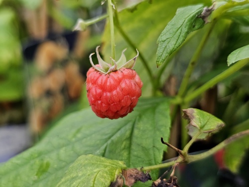 Zomerframboos 'Malling Promise', struiken