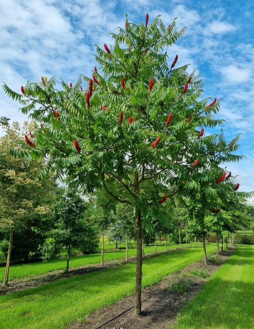 Fluweelboom in herfstkleuren