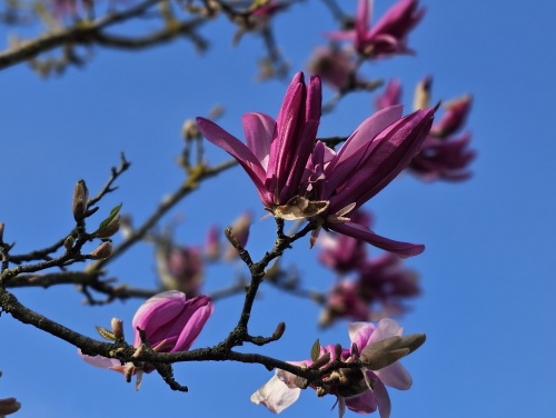 Magnolia 'Ricki'  bloemen en het jonge blad