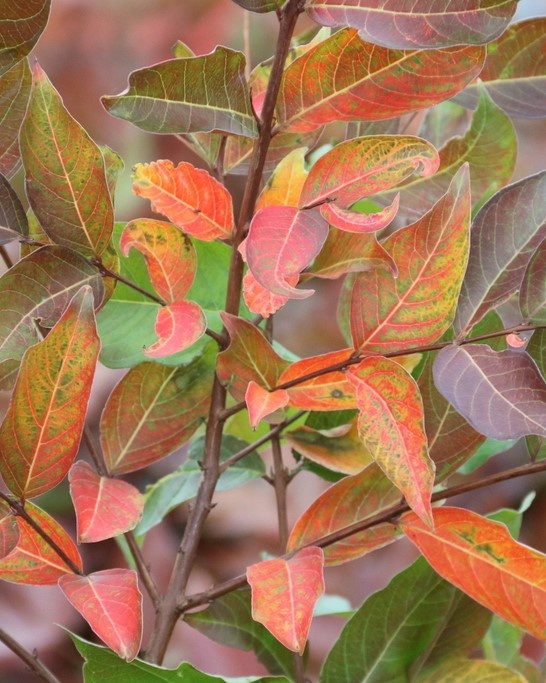 Indische sering 'Natchez'