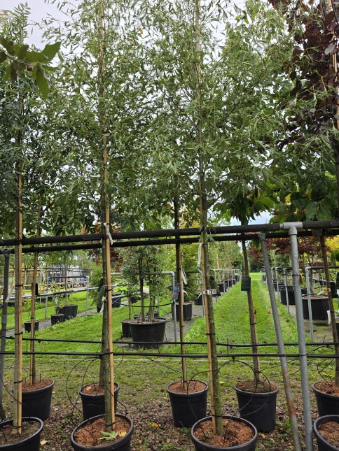 Alnus imperialis