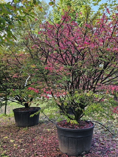 Kardinaalsmuts alatus - Euonymus alatus