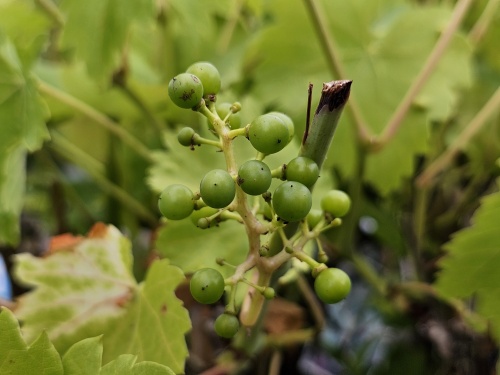 Blauwe druif 'Regent' - Vitis vinifera 'Regent'