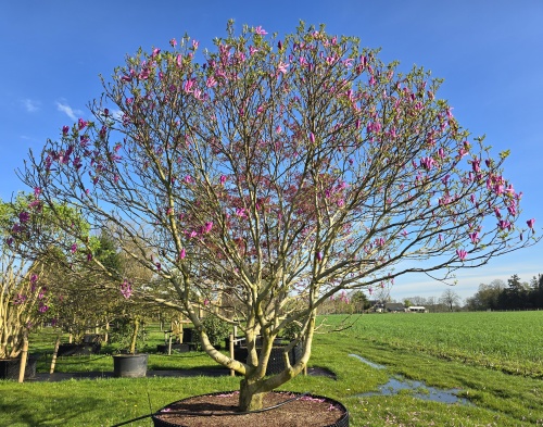 Magnolia 'Susan', topper in het magnolia assortiment