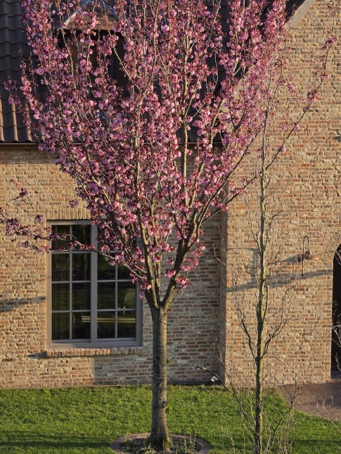 Roodbladige Japanse sierkers Royal Burgundy hoogstam