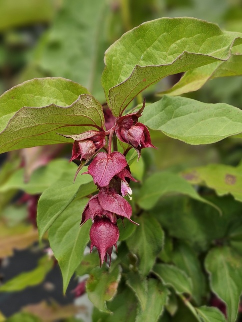 Leycesteria formosa 'Purple Rain'