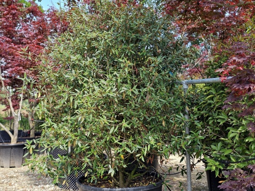 Viburnum Pragense.  wintergroene heester