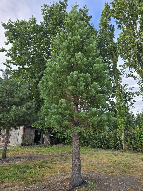 Mammoetboom