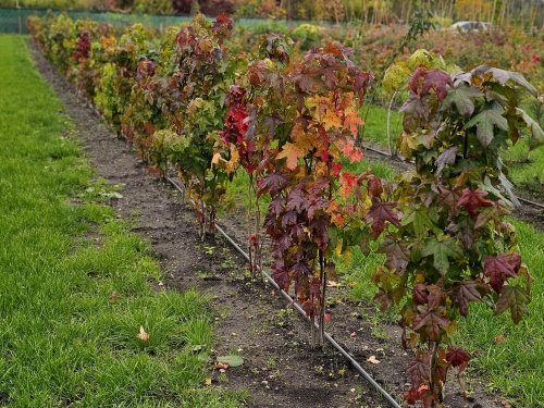 Liquidambar.  Amberboom als struikvorm groeit uit tot een struikboom