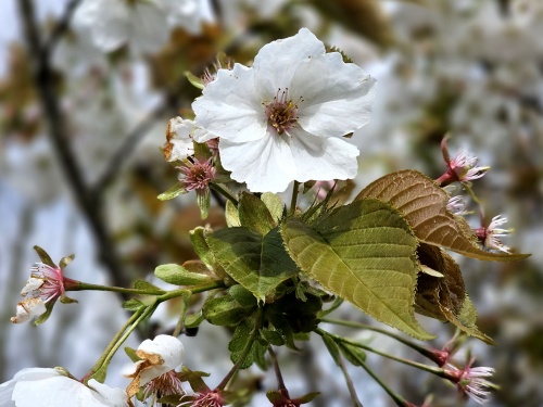 Prunus Tai Haku  reuzen sierkers