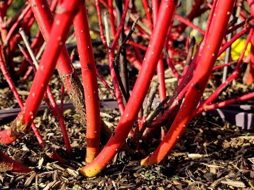 Cornus alba 'sibirica' met rode takken.