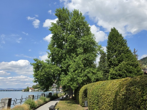 Tulpenboom aan de Thunersee in Zwitserland aug 2026