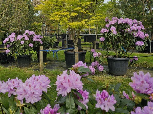 Rhododendron ponticum
