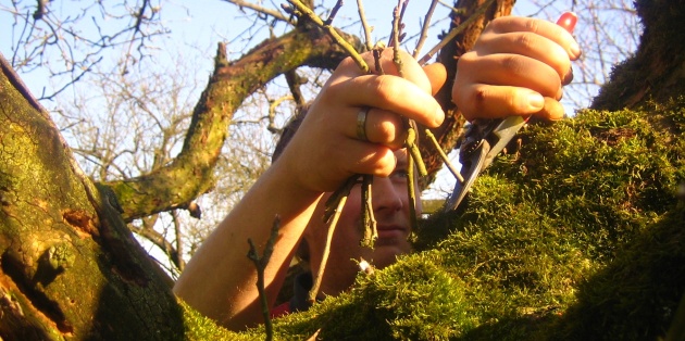 Hoe en wanneer ga je planten snoeien?