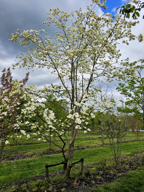Grootbloemige kornoelje, meerstammig met bloemen