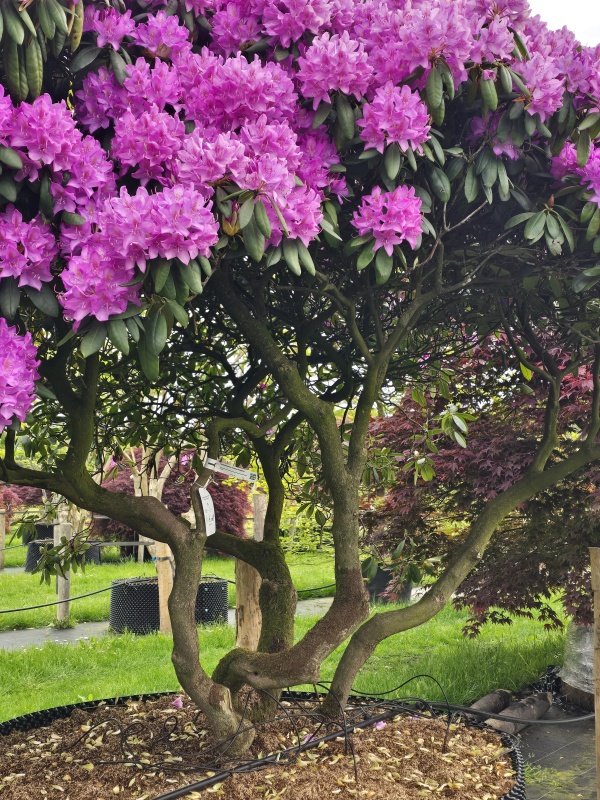 paarse rhododendron