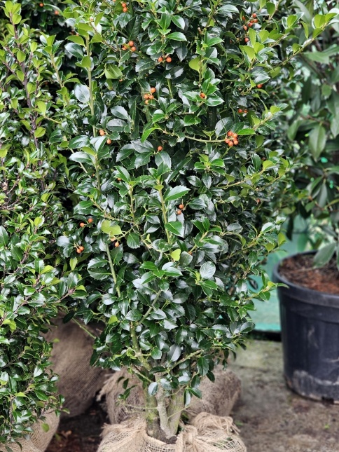 Ilex meservae 'Heckenfee'
