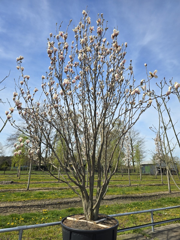 Magnolia