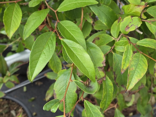 Koreaanse schijncamellia - Stewartia pseudocamellia 'Koreana'