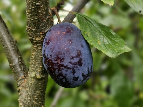 Pruim 'Reine Claude d'Althan'  - Prunus domestica 'Reine Claude d'Althan'