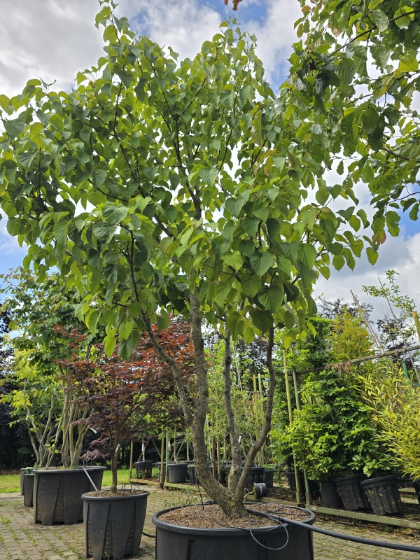 Vaantjesboom