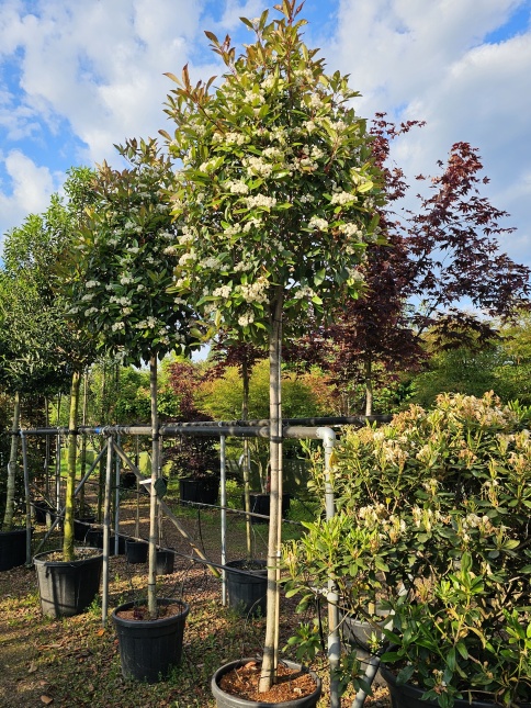 Photinia Red Robin kroon hoogstamboom