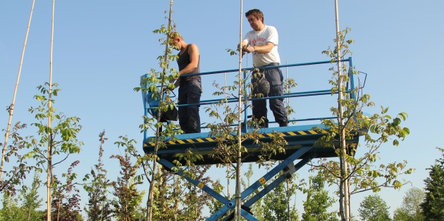 Hoe snoei je bomen en welke bomen ga je snoeien?