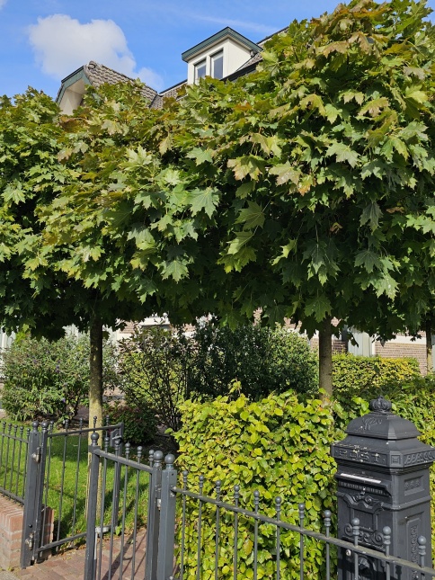 Acer platanoïdes 'Globosum'  de bekende bolesdoorn