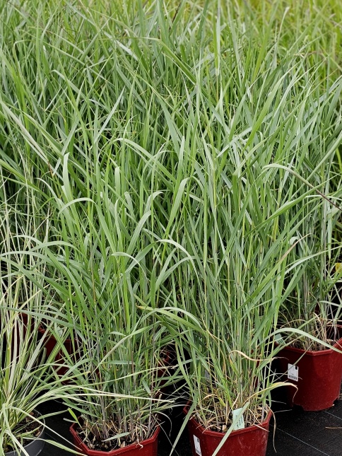 Vingergras 'Prairie Sky' in juli