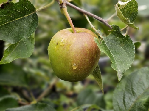 Malus 'Jonagold'
