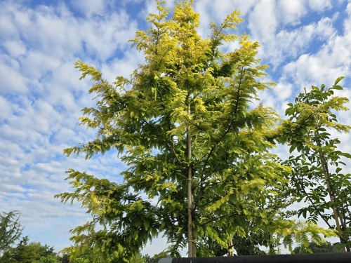 Chinese Moerascipres 'Gold Rush'