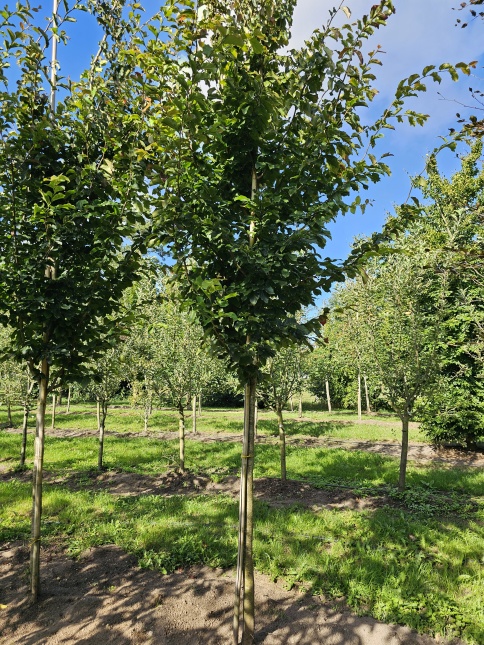Parrotia persica 'Vanessa'