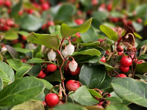 Bergthee 'Red Diamond' - Gaultheria procumbens 'Red Diamond'