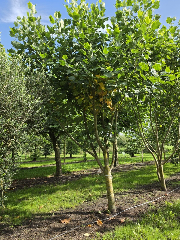 Gelb panaschierter Tulpenbaum