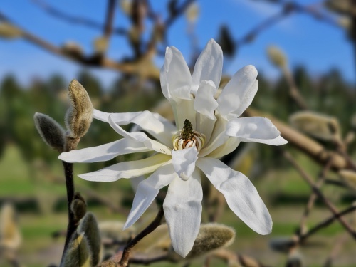 Magnolia stellata - boompje op stam