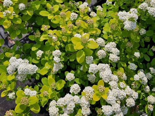 Spierstruik 'Tor Gold'