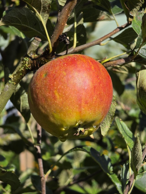 Malus domestica 'Cox d' Orange Pippin' in september is het lekkerst, zo van de boom geplukt