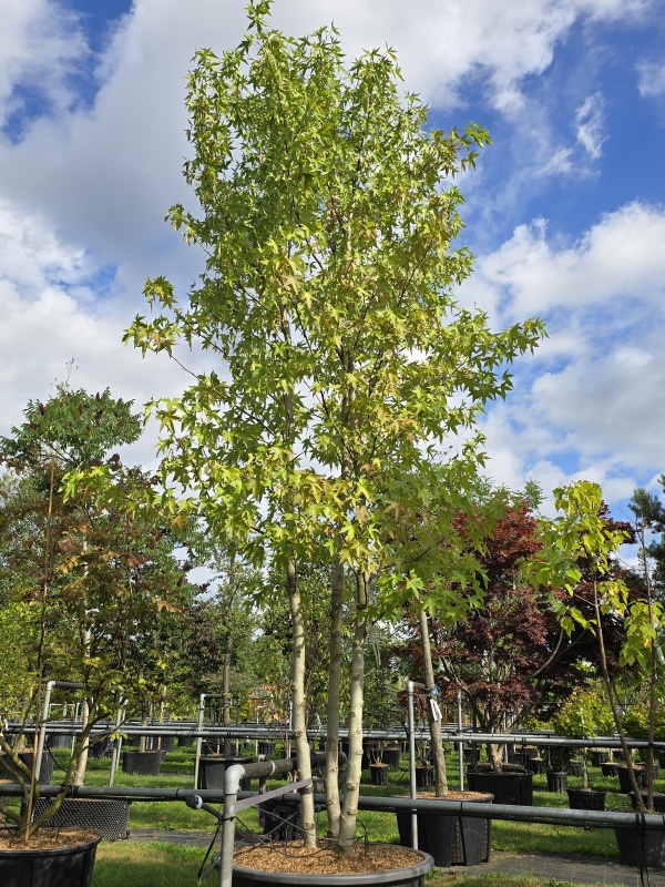 Amberbaum Worplesdon