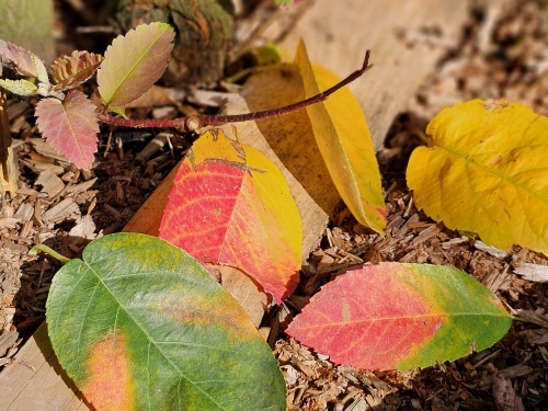Amelanchier heeft mooie herfstkleuren