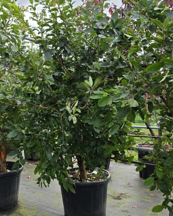 Schneeflockenbaum