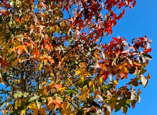 Amberboom - Liquidambar styraciflua