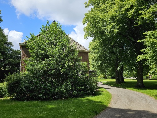 Grote solitair hulst als wintergroene ondersteuning van de woning in Park Clingendael Den Haag.