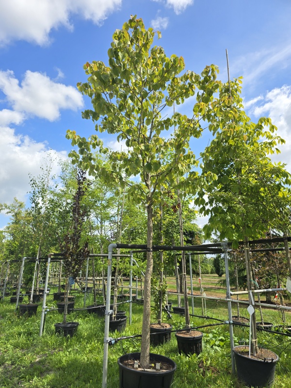 Taschentuchbaum