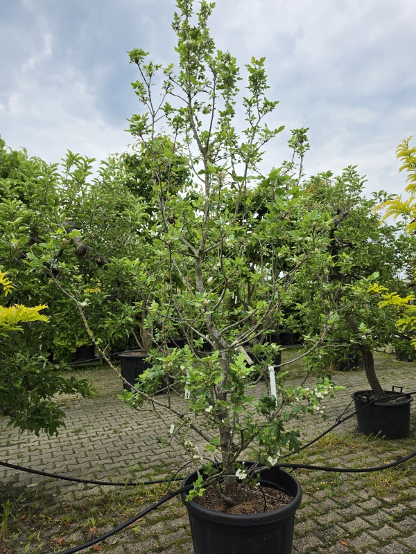 Libanese wilde appel