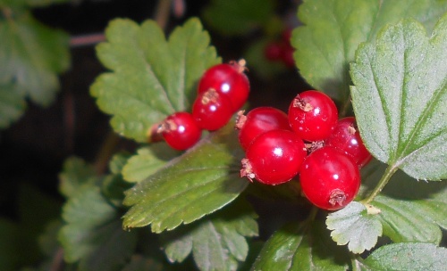 Alpenbes - Ribes alpinum