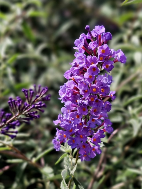 Vlinderstruik 'Nanho Blue' sierheester