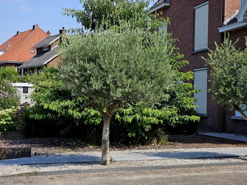 Steeneik in voortuin