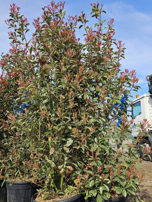 Photinia 'Pink Marble'  blad in mei